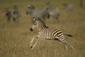 zebra